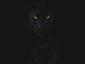 Meet your Posher, Sean